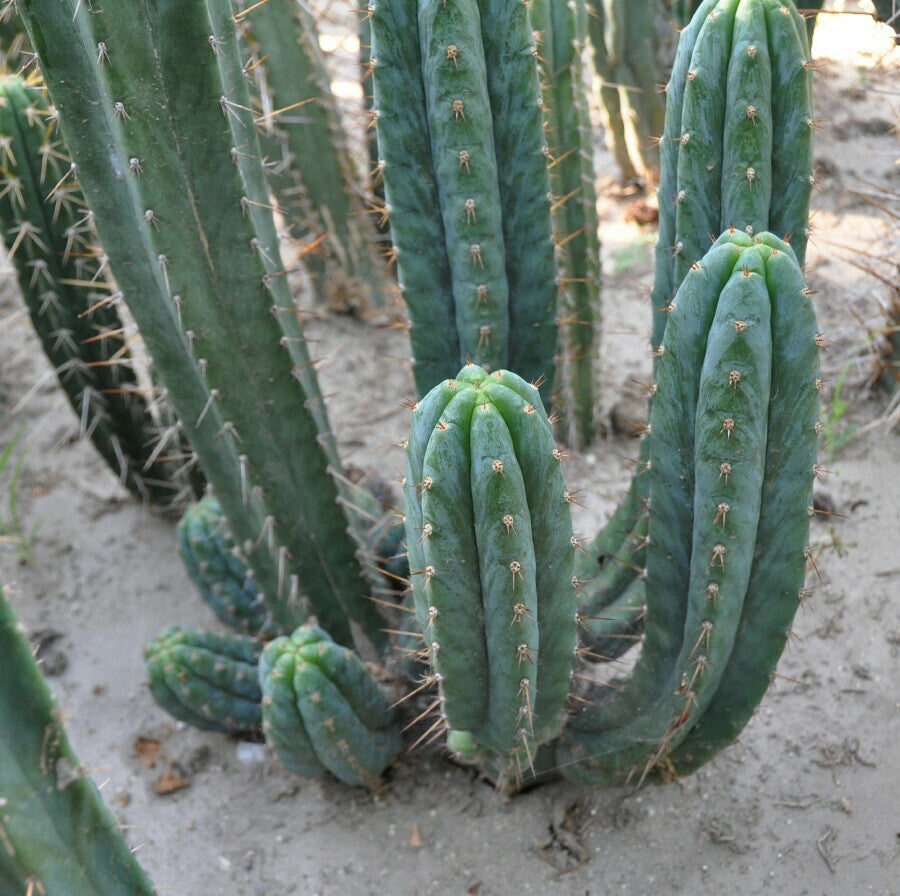 T. pachanoi 'TPQC' x pachanoi 'Kimnach' 0799