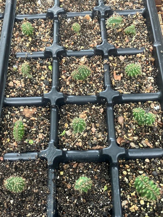 T. peruvianus 'Althea' OP mutant seedlings