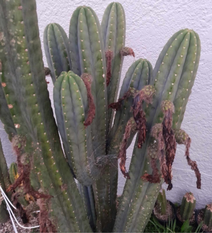 T. pachanoi 'Hills' x pachanoi 'Lincoln'