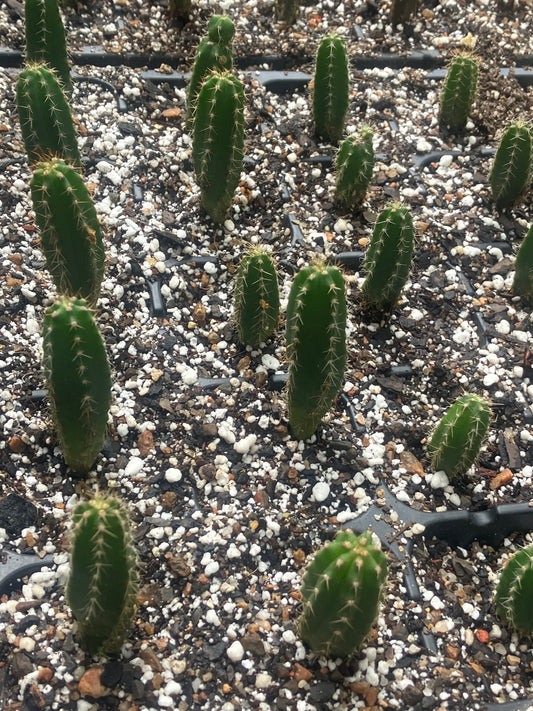 T. pachanoi 'Torres y Torres' x 'Malo 4' seedlings