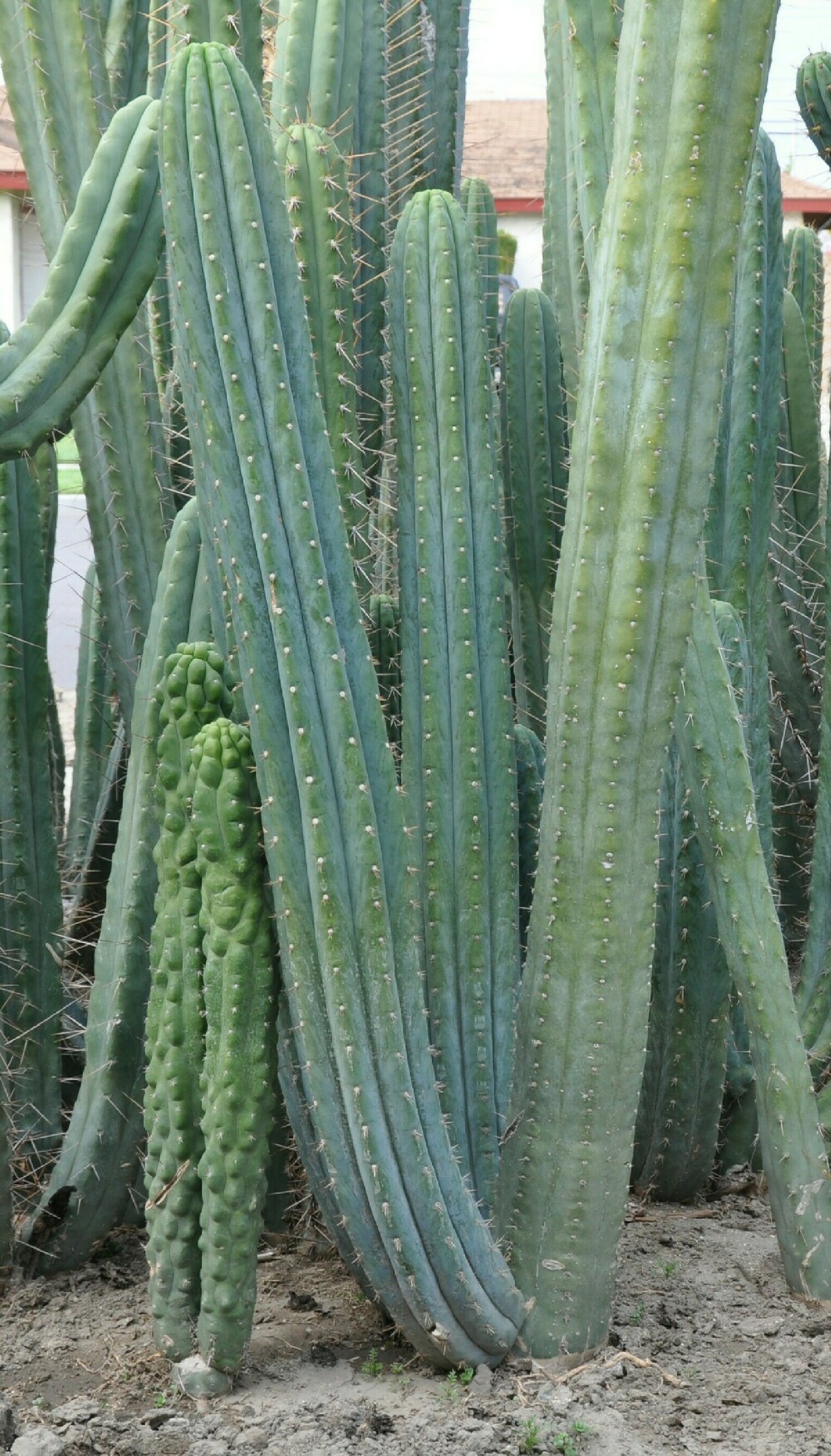 T. pachanoi 'TPQC' x pachanoi 'Kimnach' 0799