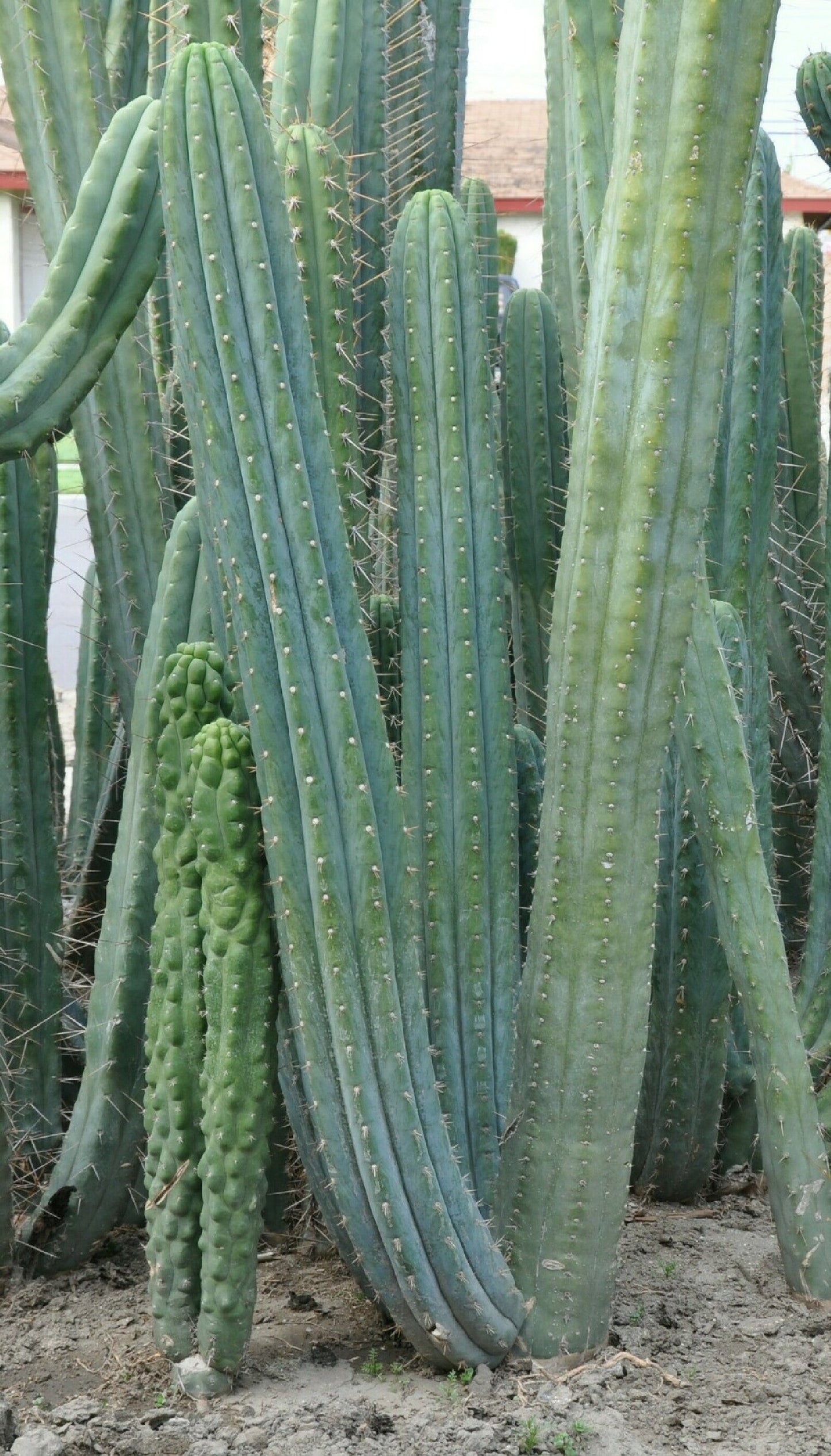 T. pachanoi 'Kimnach' x pachanoi 'TPQC'