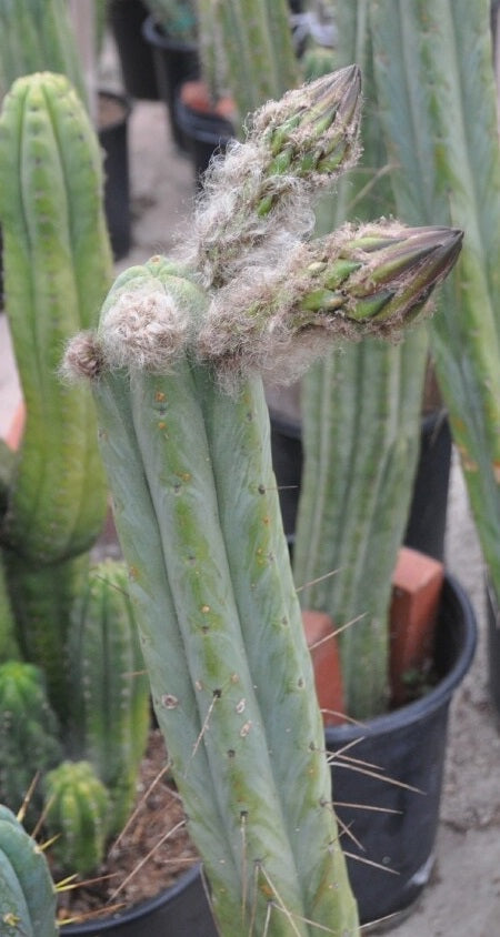 T. pachanoi 'PC' x bridgesii 'Lee'