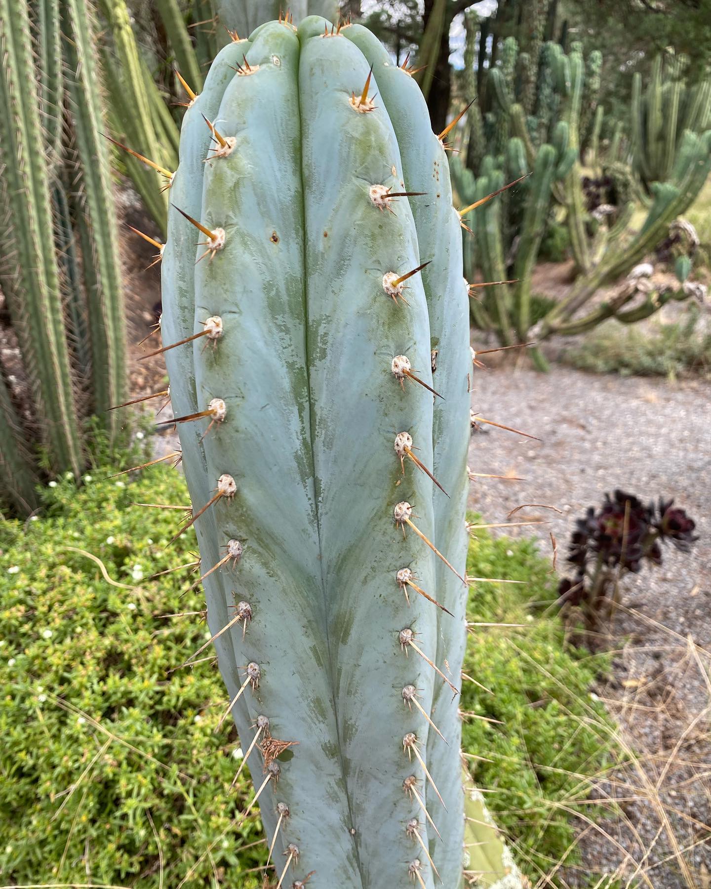 T. peruvianus 'Althea' x peruvianus 'David'