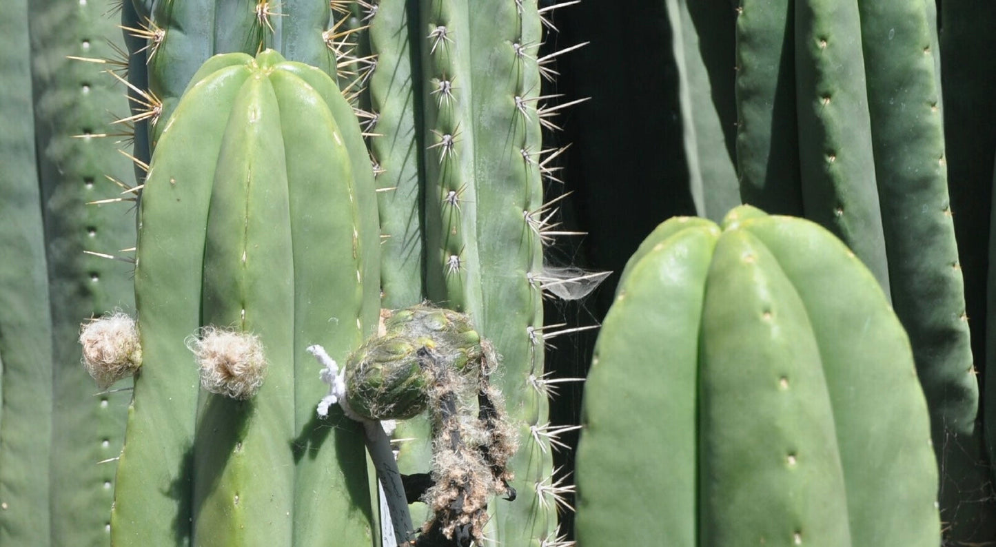 T. pachanoi 'Yowie' x scopulicola 'Dr Greenthumb'