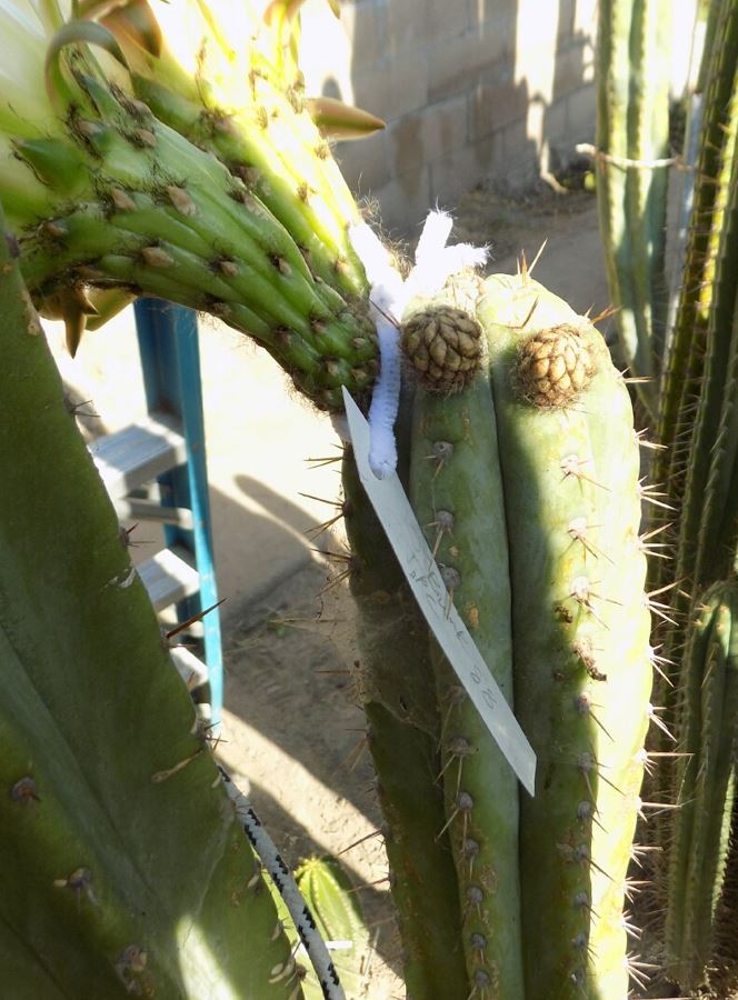 T. peruvianus 'Peru JB' x peruvianus 'Rosei 2'