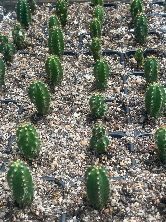 T. peruvianus 'Althea' OP seedlings