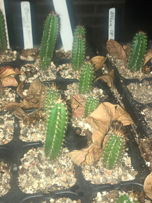 T. pachanoi 'Dave Turner' x pachanoi 'JS444' seedlings