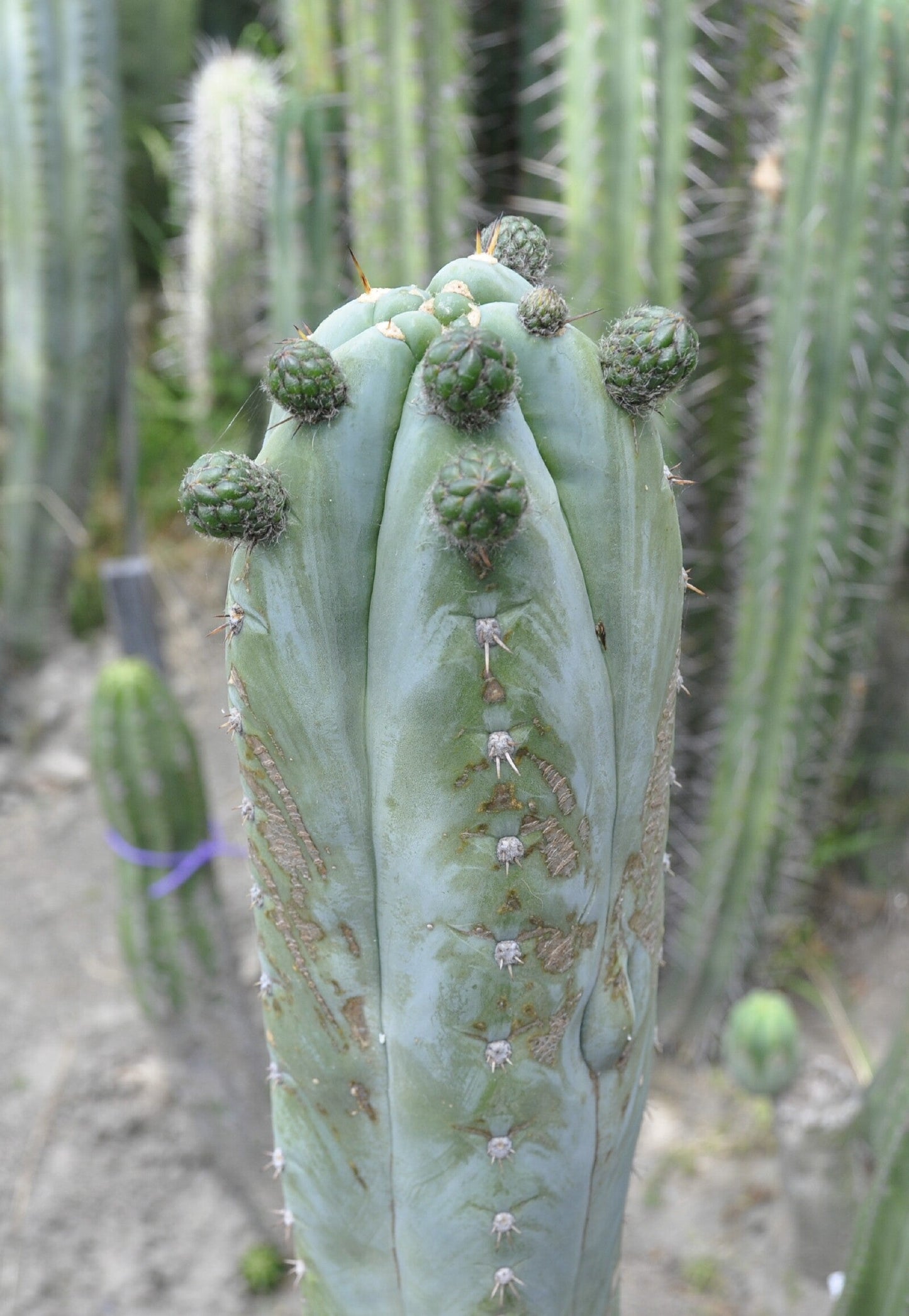 T. peruvianus 'Peru JB' x peruvianus 'Rosei 2'