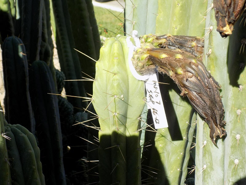 T. bridgesii 'Wowie' x 'Malo 7'