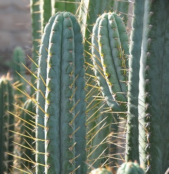 T. peruvianus 'Colossus' x peruvianus 'Rosei 1'