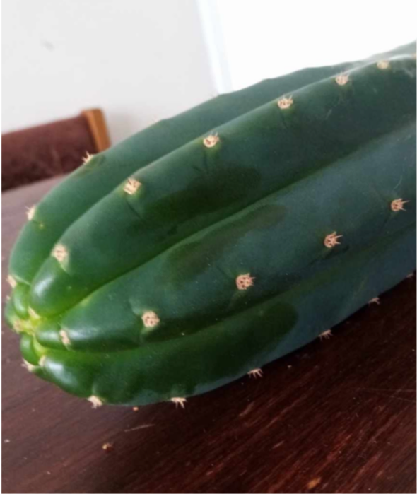 T. pachanoi 'Lincoln' x pachanoi 'Hills'