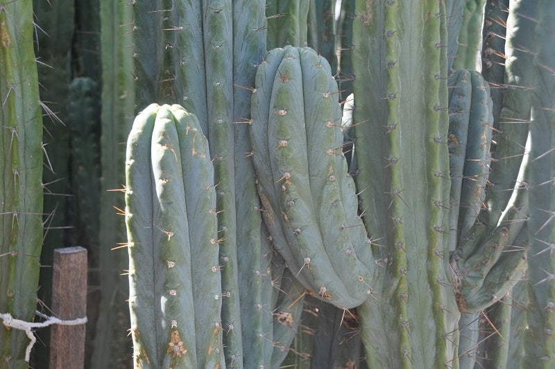 (T. bridgesii 'SS02' x peruvianus 'SS01') x pachanoi 'Kriso'