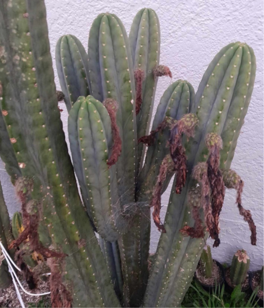 T. pachanoi 'Lincoln' x pachanoi 'Hills'