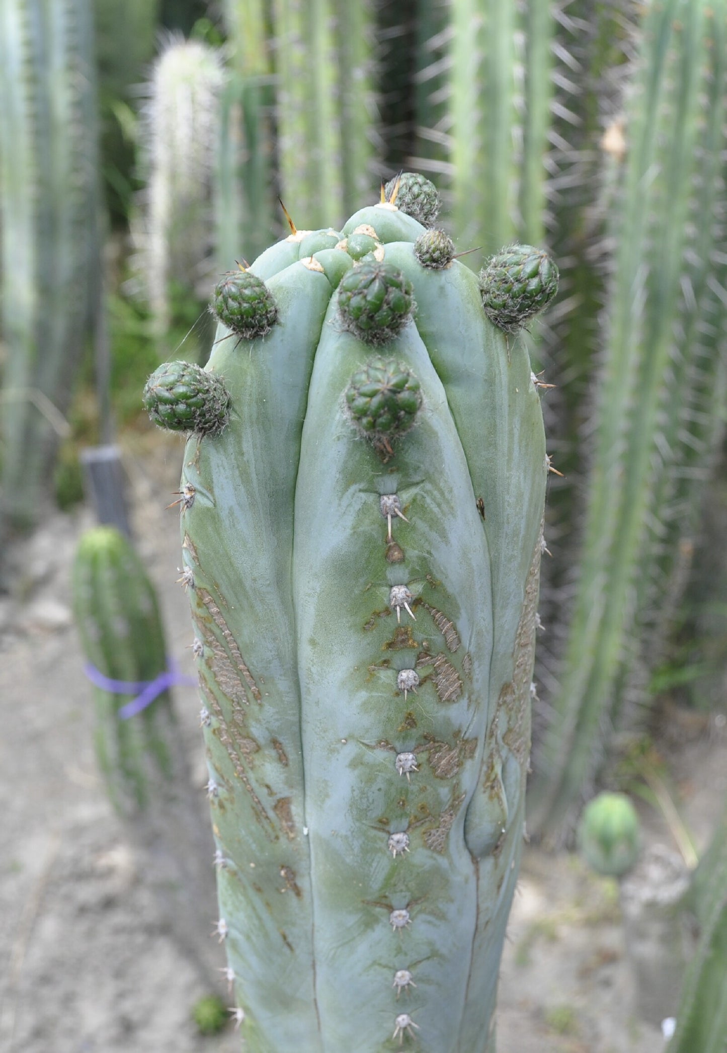 T. peruvianus 'Rosei 2' x peruvianus 'Sharxx Blue' 1153
