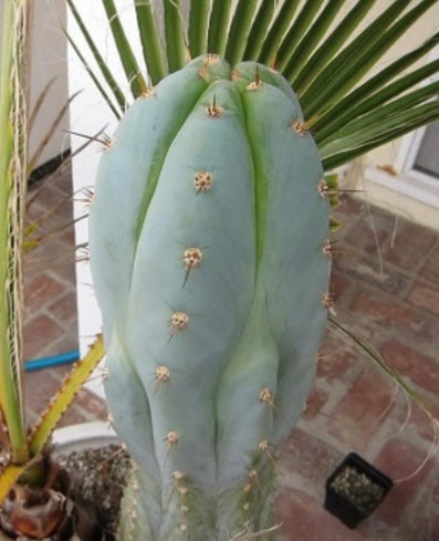 T. peruvianus 'Althea' x peruvianus 'Sharxx Blue'