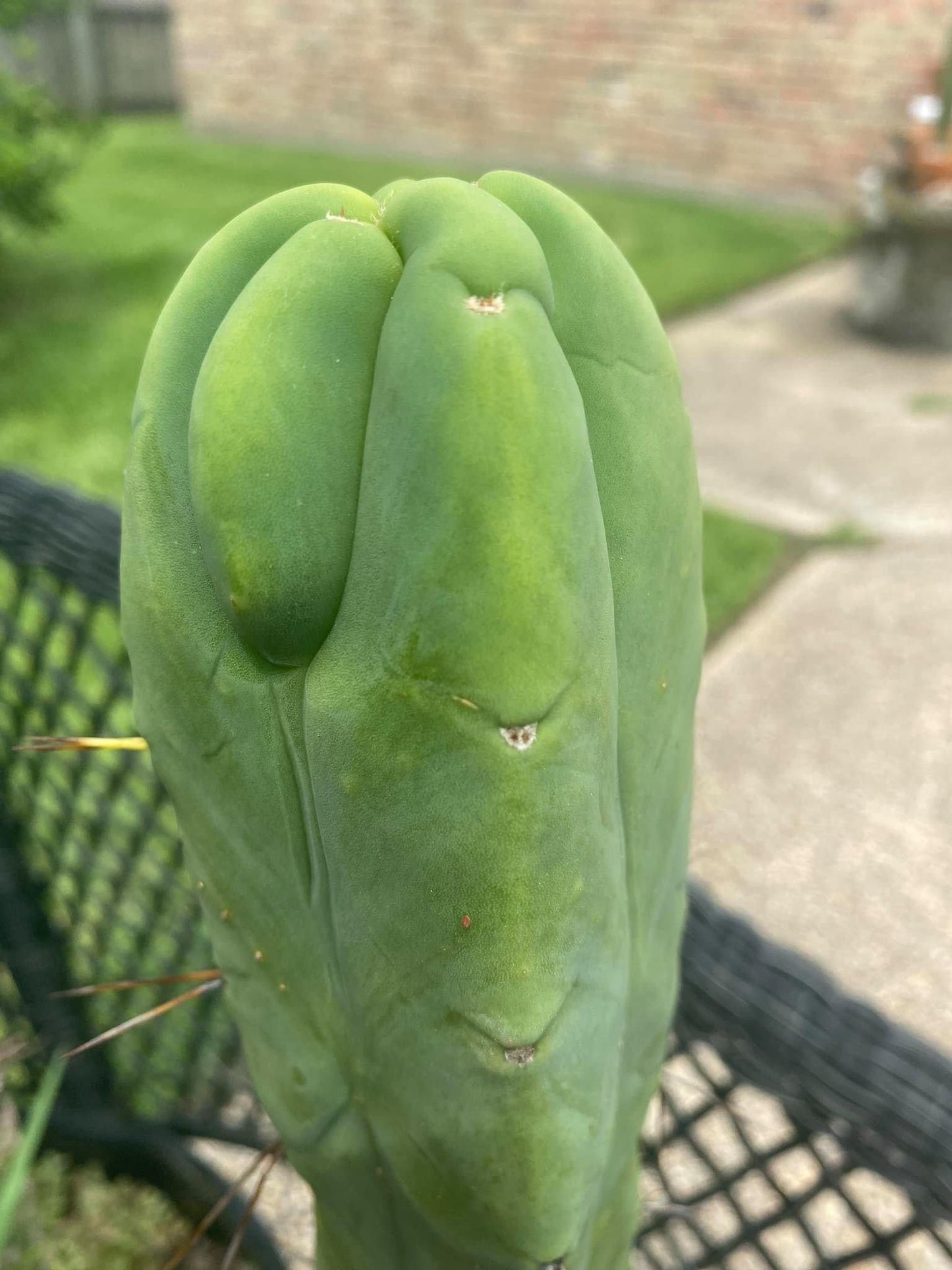 T. bridgesii 'Wowie' x bridgesii 'SS02'