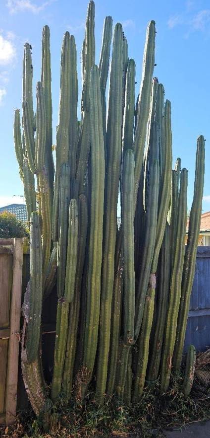 T. pachanoi 'Ballymena' x scopulicola 'Lyttelton'