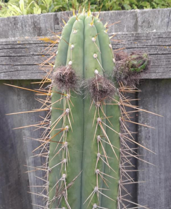 T. peruvianus 'Belfast' x pachanoi 'Lincoln'