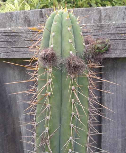 T. peruvianus 'Belfast' x pachanoi 'Lincoln'