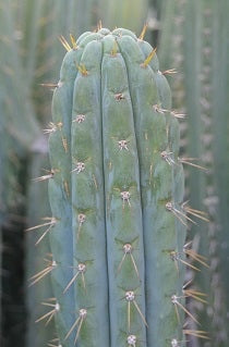 T. peruvianus 'James' x peruvianus 'Rosei 2'