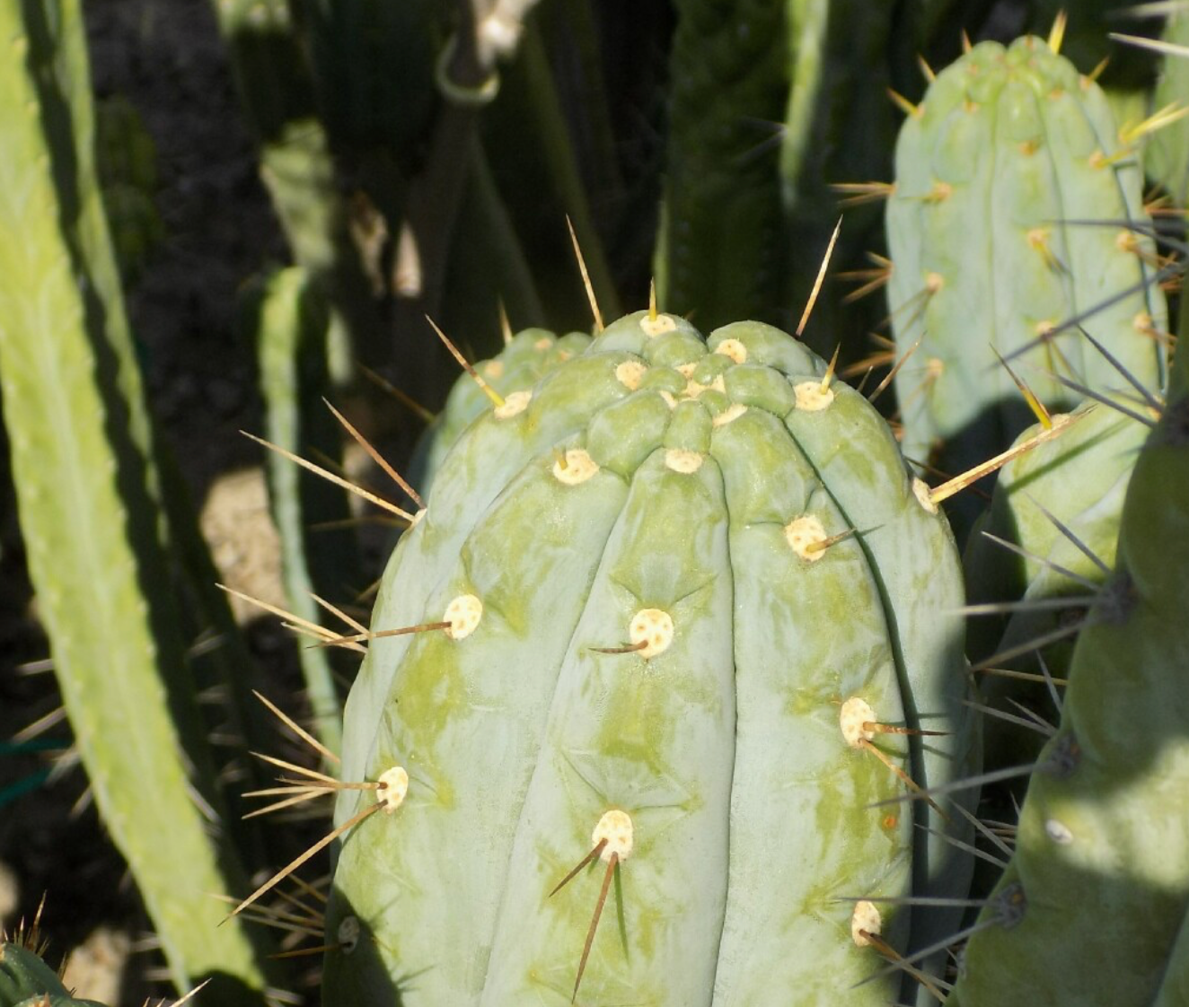 T. peruvianus 'James' x peruvianus 'Clyde'