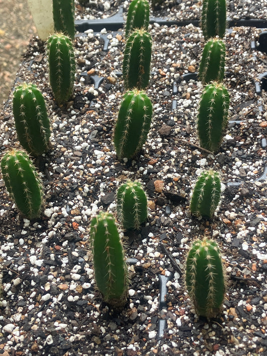 T. pachanoi 'Yowie' OP seedlings