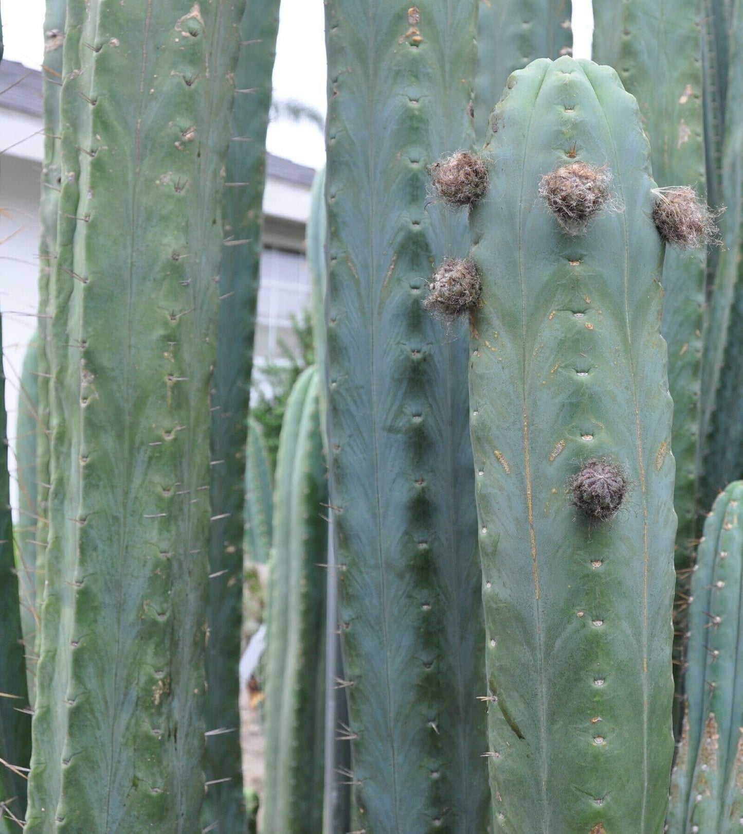 T. bridgesii 'SS02' x bridgesii 'Big Bertha'
