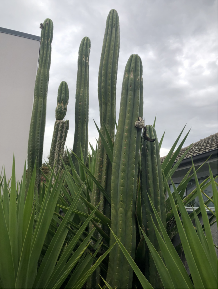 T. pachanoi 'Time Warp' x pachanoi 'Juno'