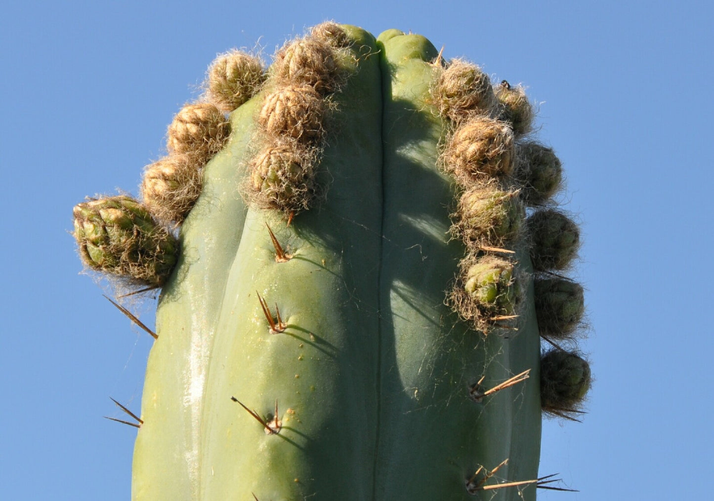 (T. bridgesii 'SS02' x peruvianus 'SS01') x pachanoi 'Kriso'