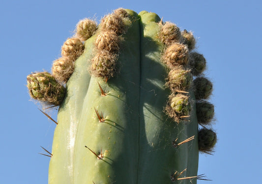 (T. bridgesii 'SS02' x peruvianus 'SS01') x Super Pedro