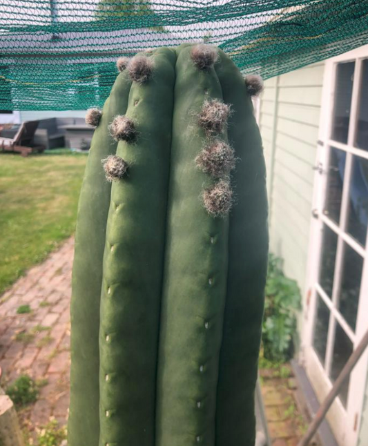 T. pachanoi 'Fat Pach' x scopulicola 'Jules'