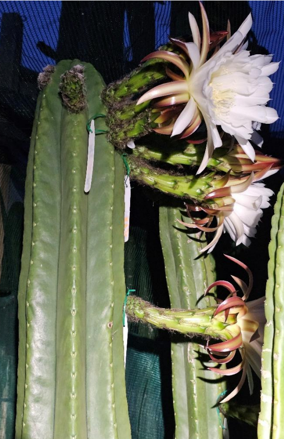 T. pachanoi x scopulicola seed combo pack