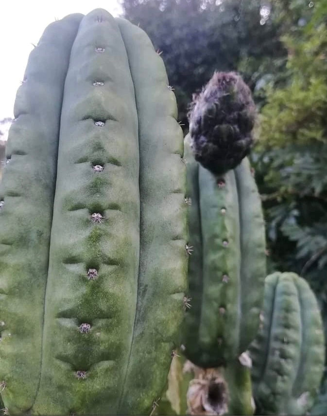 T. Marty x Mahuika seeds