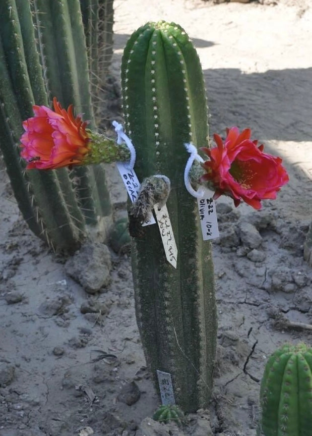 T. Malo 4 x Zelly 22 seeds