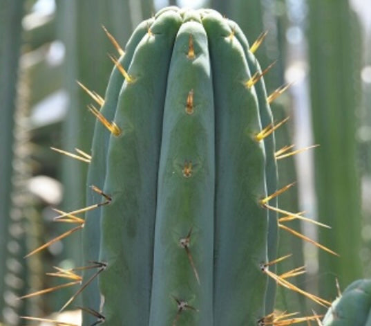 T. bridgesii 'KGC' x bridgesii 'Lumberjack'