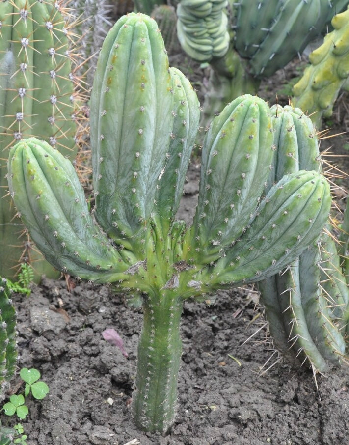 T. pachanoi 'Dave Turner' x pachanoi 'JS444' syn. 'Brians Blue Skies'