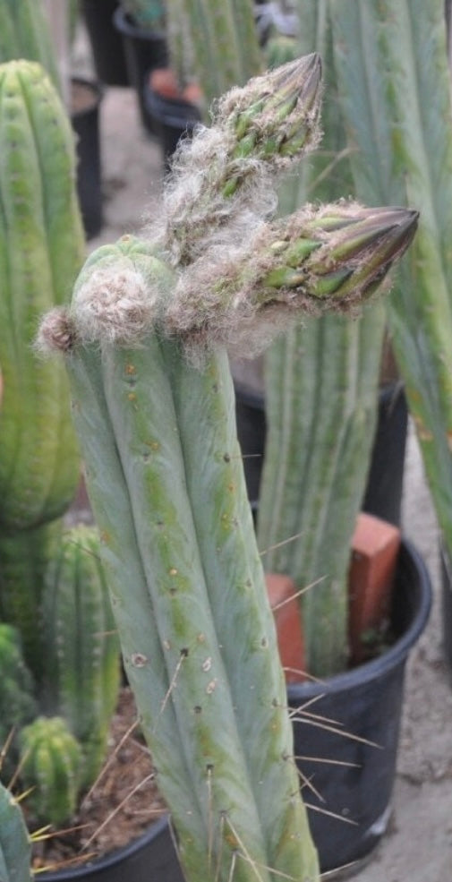 T. bridgesii 'Lee' x bridgesii 'Eileen'