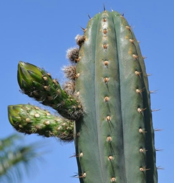 T. peruvianus 'Peru 1' x peruvianus 'Rosei 1'