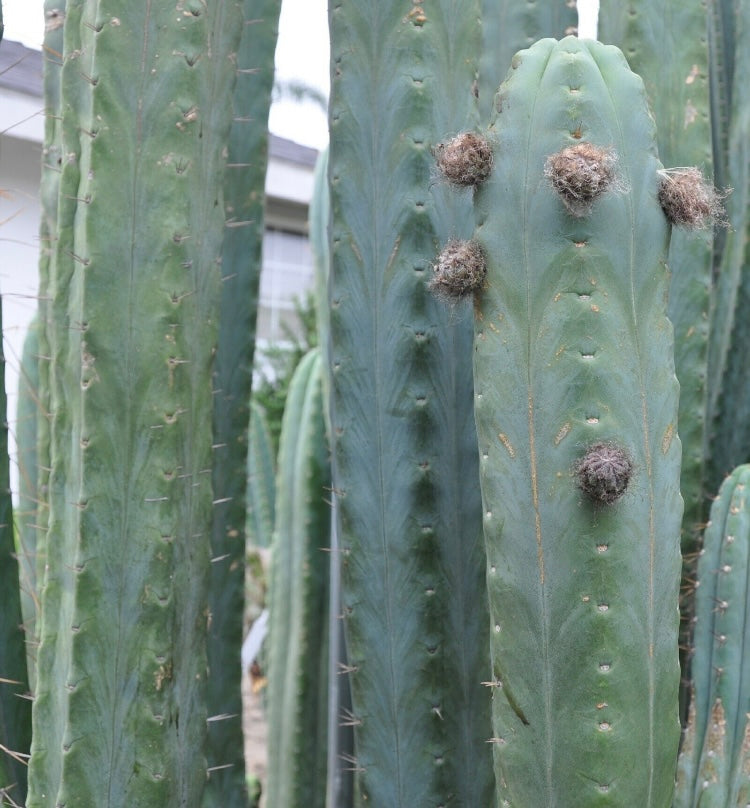T. peruvianus 'Clyde' x bridgesii 'SS02'