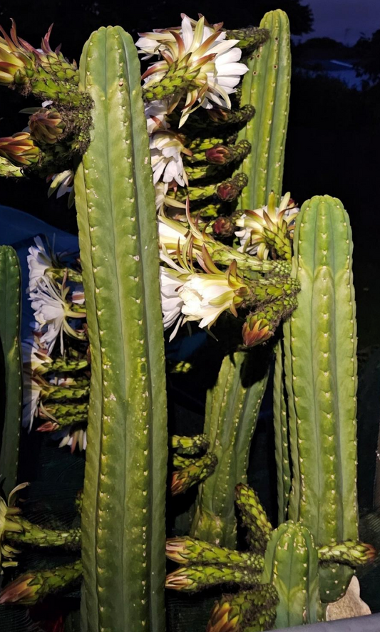 T. pachanoi 'Garsu' OP