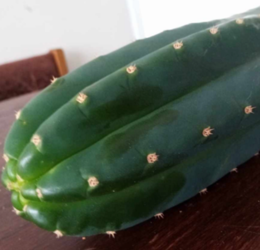 T. pachanoi 'Lincoln' seed combo pack