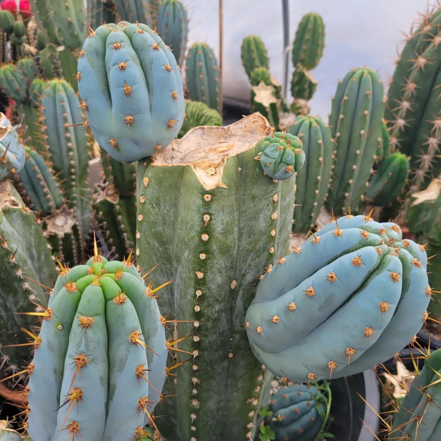 T. peruvianus 'Althea' x 'LEN'