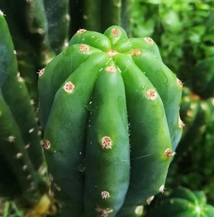 T. pachanoi 'Weka' x pachanoi 'Matawai'