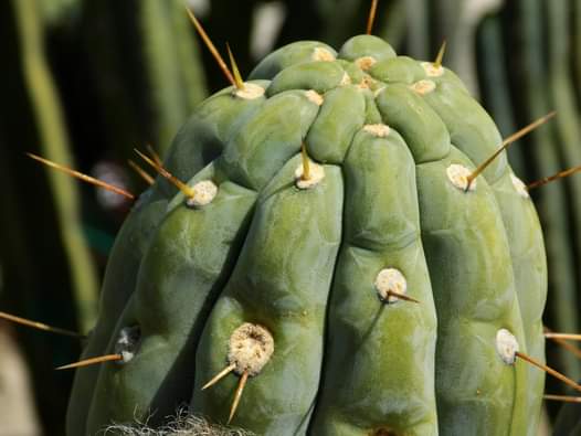 T. peruvianus 'Rosei 1' x peruvianus 'Clyde'