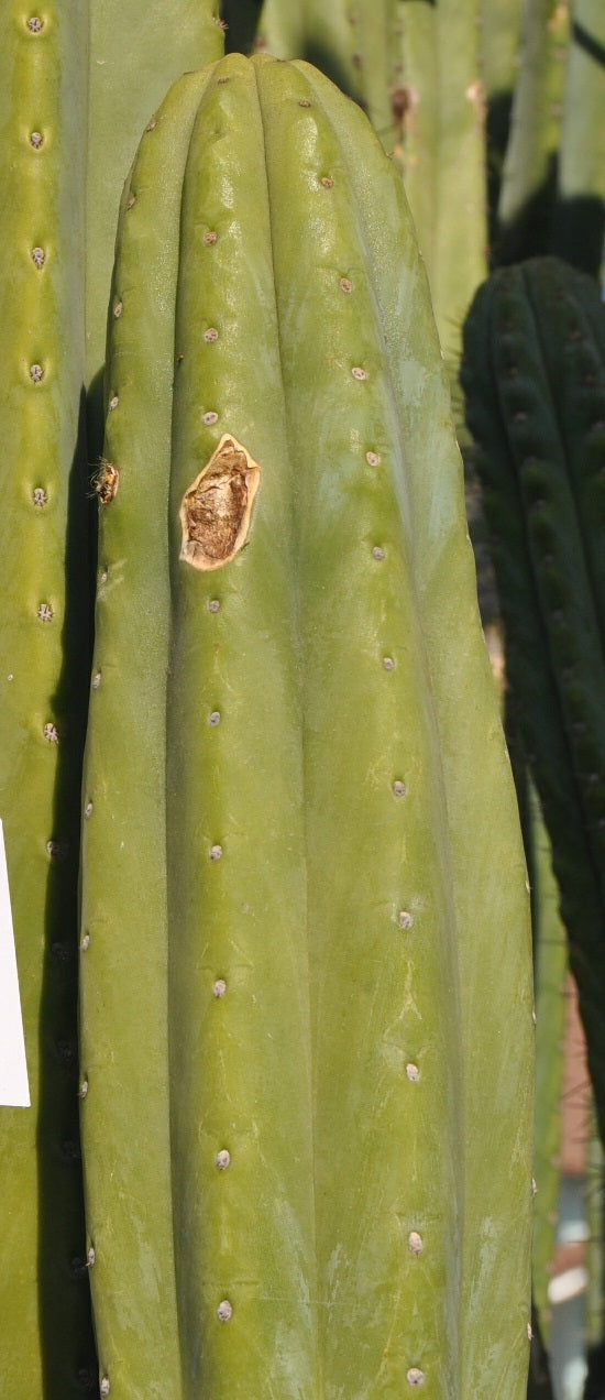 T. pachanoi 'TPQC' x pachanoi 'Huancabamba'