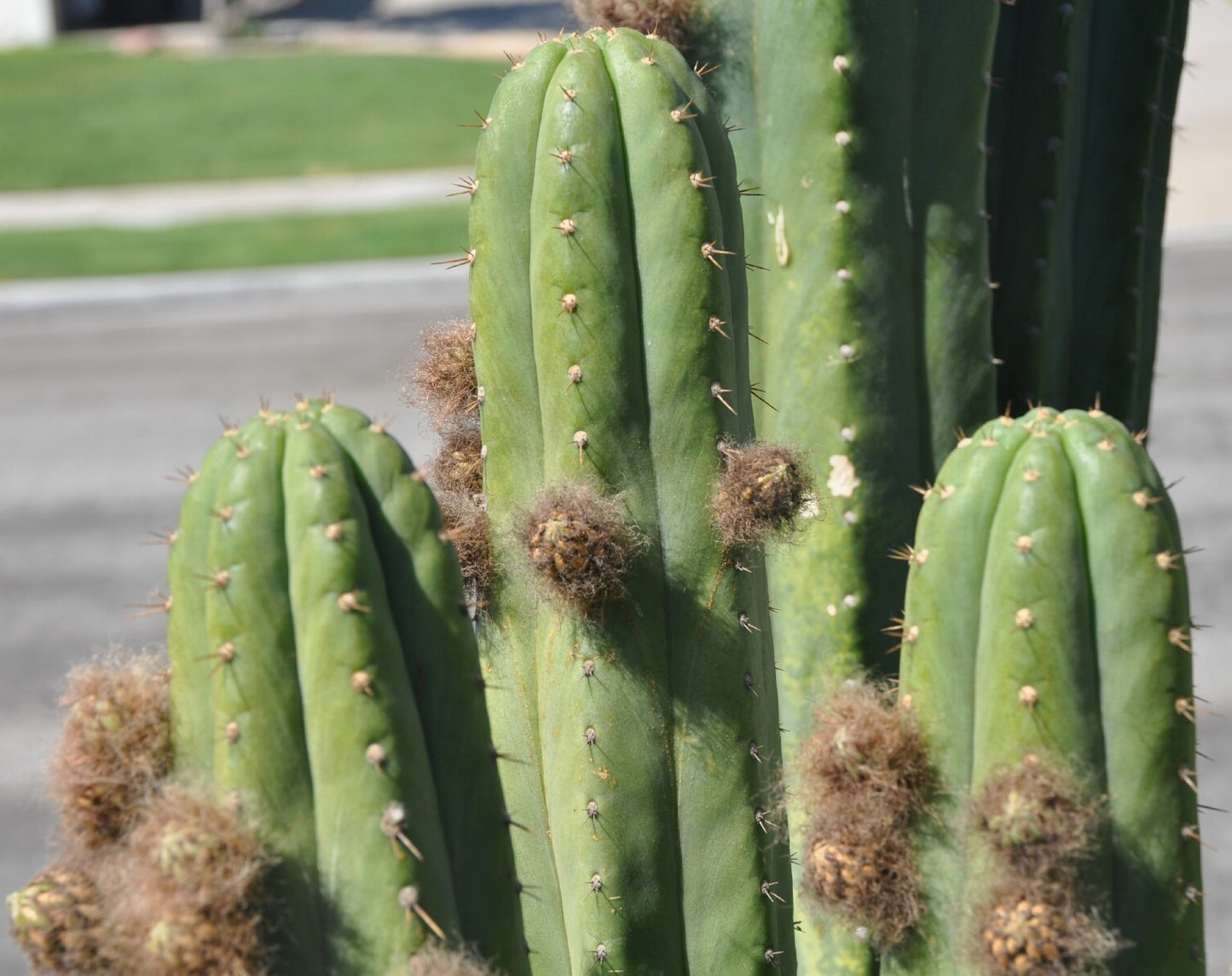 T. pachanoi 'Torres y Torres' OP