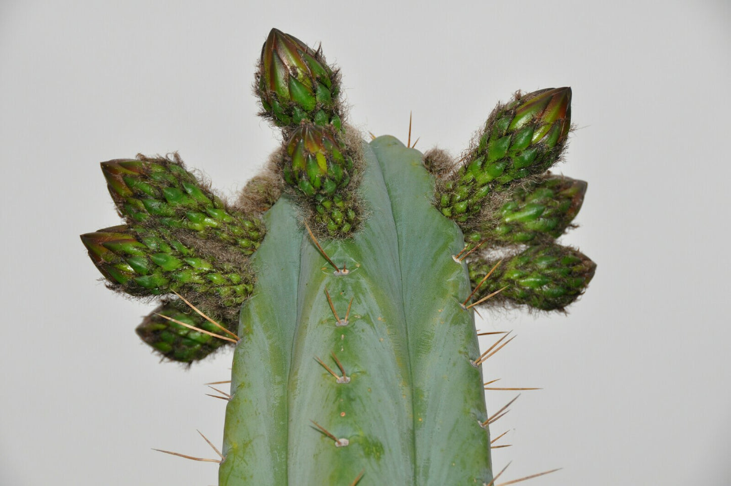 T. peruvianus 'Colossus' x (bridgesii 'SS02' x peruvianus 'SS01')