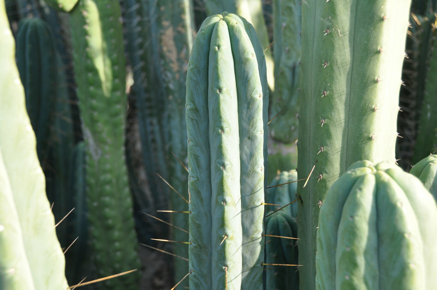 T. bridgesii 'Helen' OP