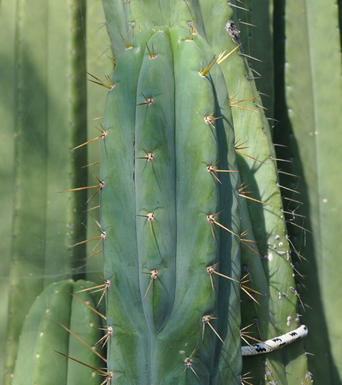 T. bridgesii 'SS02' x 'Malo 2'